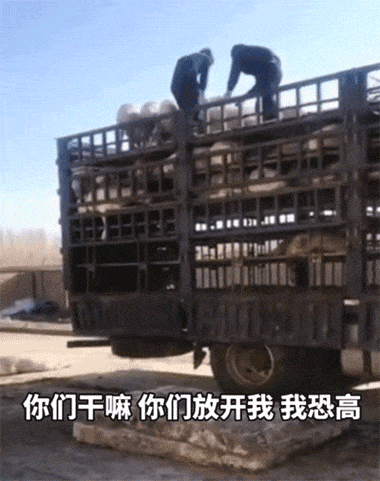 不要把我扔下去，太高了，山羊也恐高