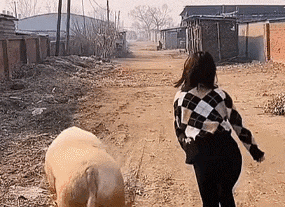 妹子模仿猪猪走路，简直一模一样