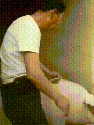 给猪打针，不小心扎到了自己的大腿