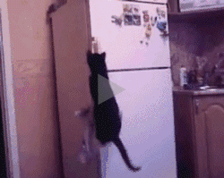 跳起来拔着冰箱门偷吃的猫猫