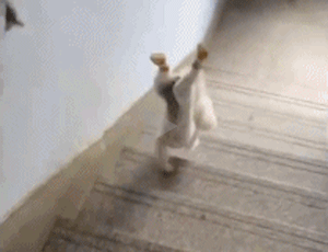 狗狗表演倒立着跑下楼梯