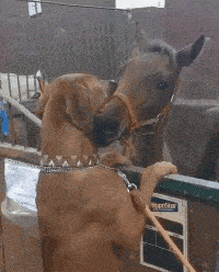 这条狗和这匹马前世一定是好兄弟