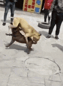 两只狗狗打架难分胜负