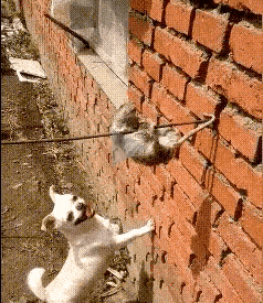 老鼠内心崩溃了，从没受过这样的奇耻大辱