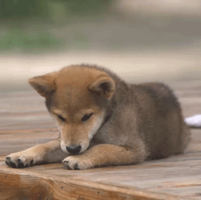 不停舔前脚的可爱狗狗，像小宝宝喜欢吃手一样