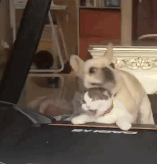 猫咪被狗狗霸凌，一副生无可恋的样子