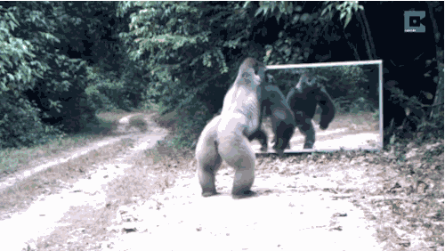 在镜子前异常激动的大猩猩