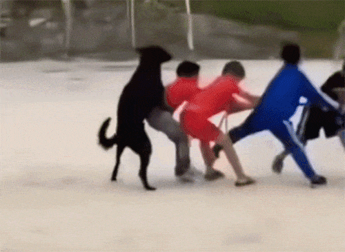 狗子在后面帮助小主人拔河，它也想出一份力