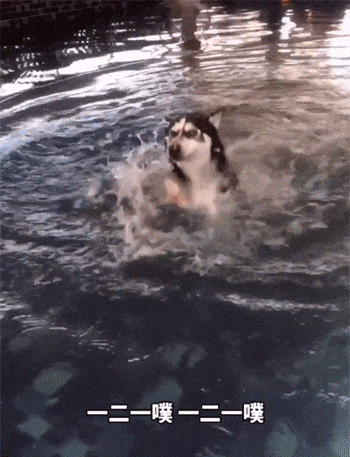 在水里奋力游泳的二哈，差一点水都喝饱了