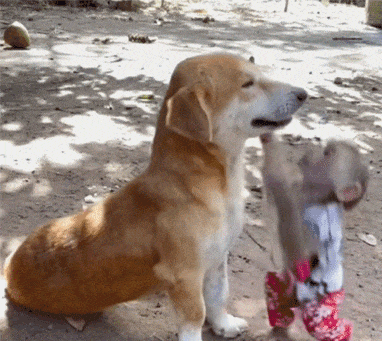 小猴子搂在狗狗头上玩，狗狗难得一副好脾气