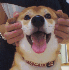 给狗狗按摩一下脑袋，感觉很享受的样子