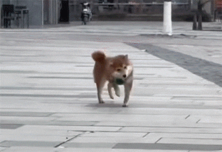 走路摇头晃脑好似扭秧歌的狗子