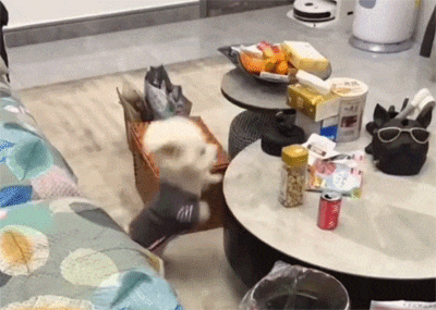泰迪犬跳起来偷吃桌子上的零食，看似已经轻车熟路