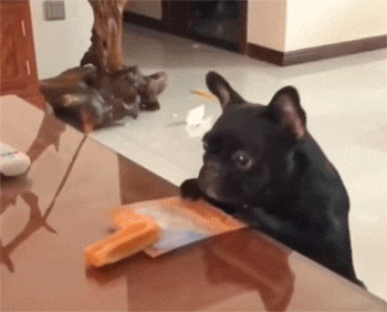 聪明的狗子用前爪去拿桌子上的食物