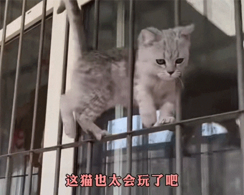 猫咪在窗户上走猫步，看起来非常的丝滑