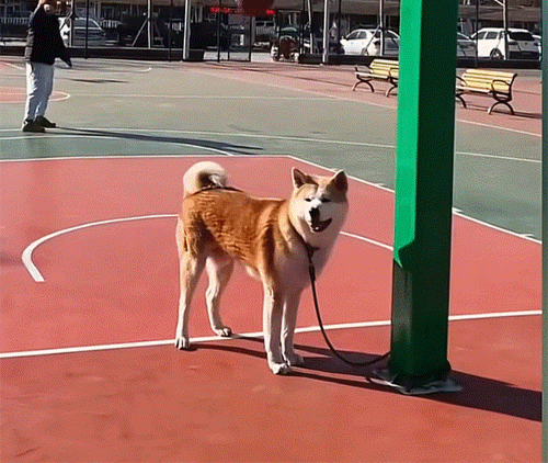 狗狗在球场上冷不丁挨了一球，我招谁惹谁了啊