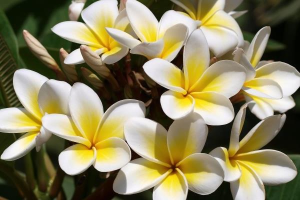 非常有特色的鸡蛋花